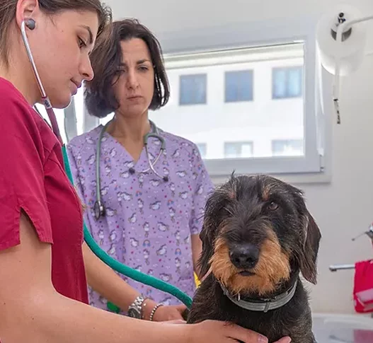 CLINICA VETERINARIACOSTA D'ARGENTO