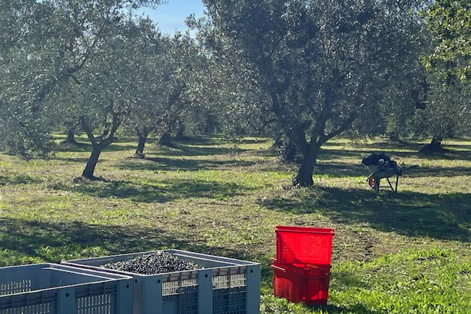 AGRICOLO 13