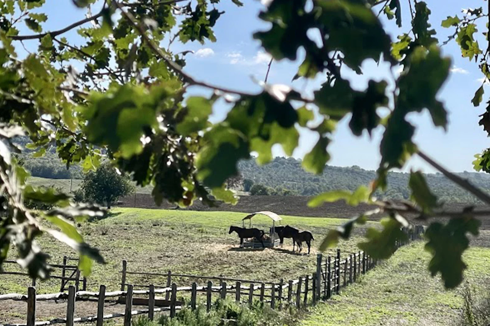 AGRICOLO 19