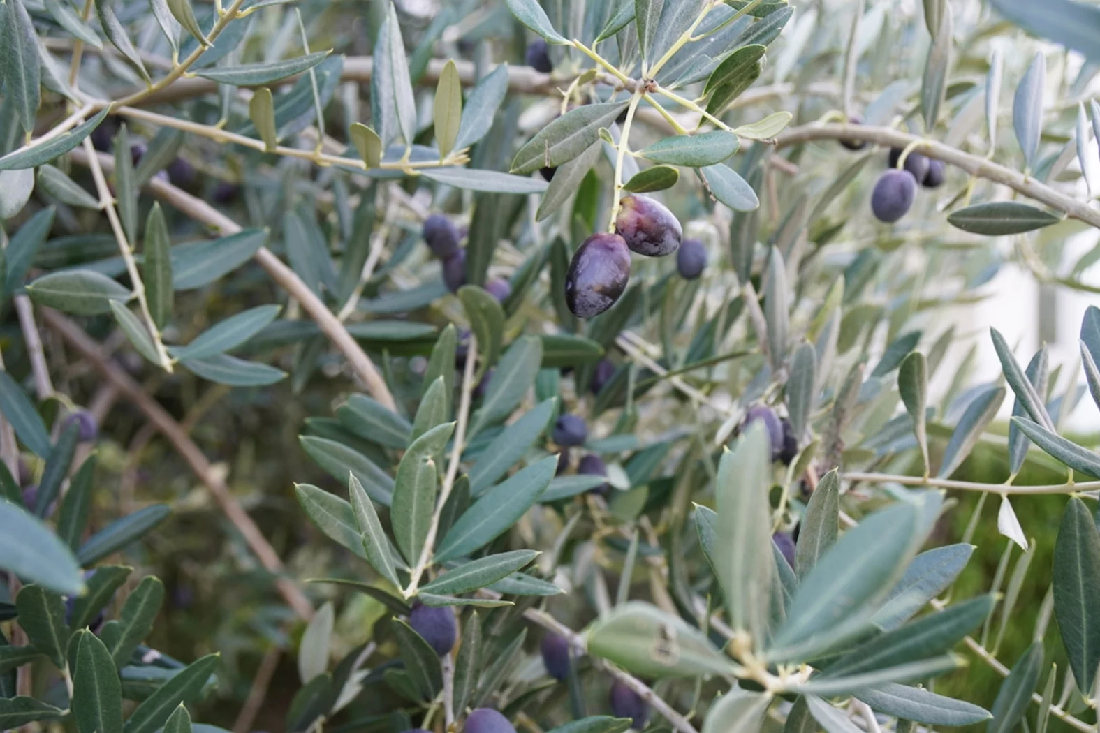 AGRICOLO 8