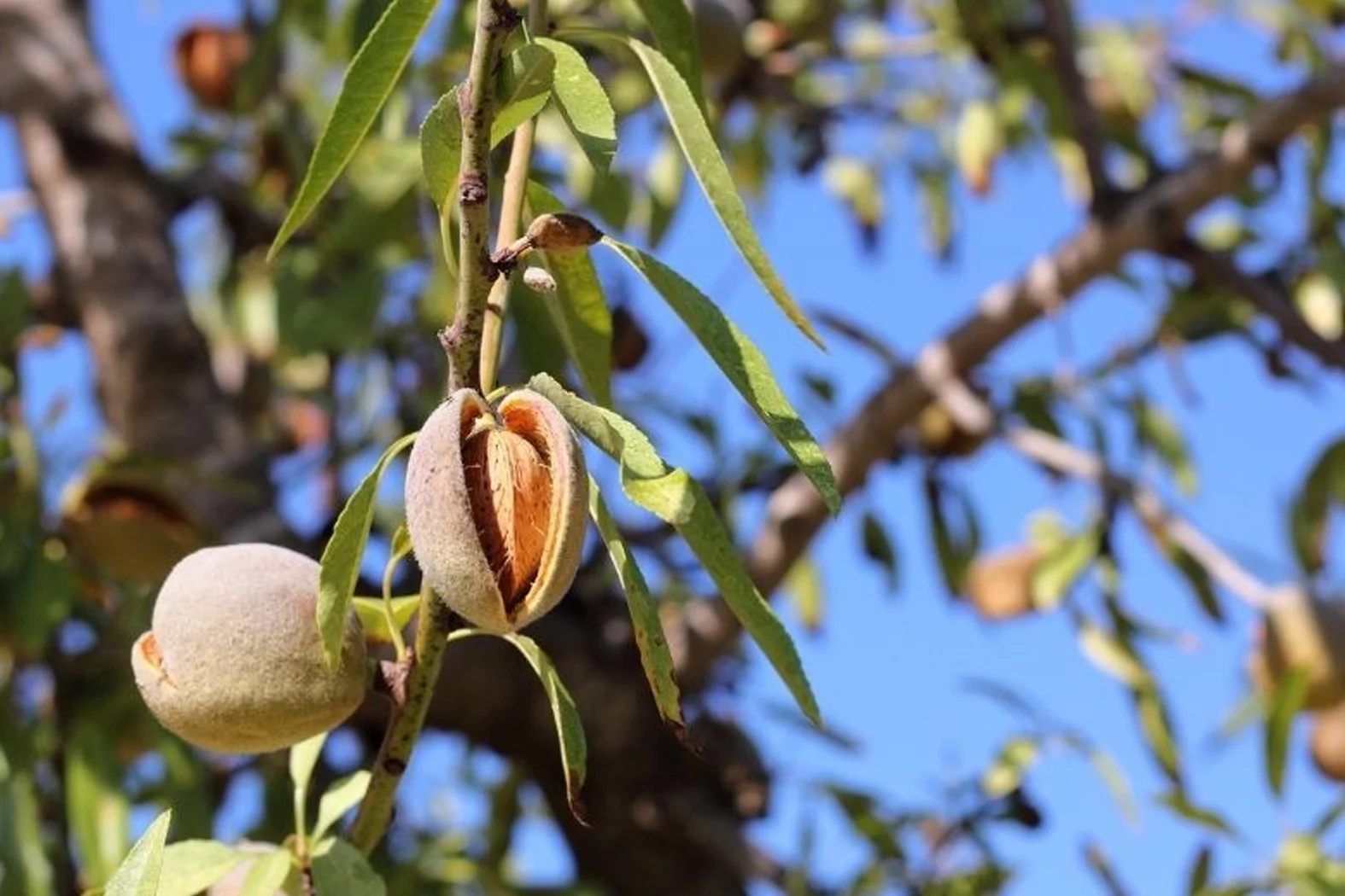 AGRICOLO 9